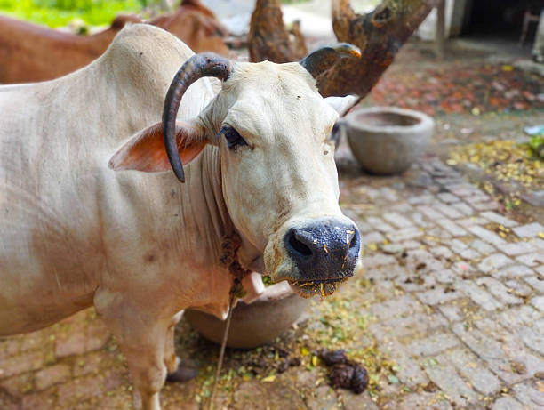 istock White Indian Bull with Curved Horns in Rural Courtyard 2228089449