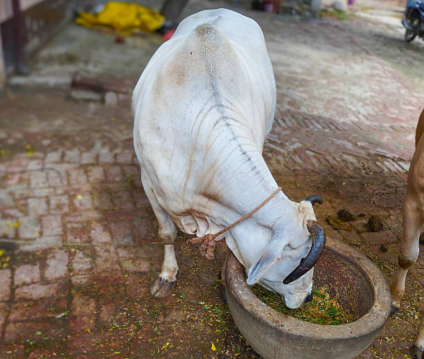 istock Indian White Bull Feeding from Stone Trough in Village Courtyard 2228089454