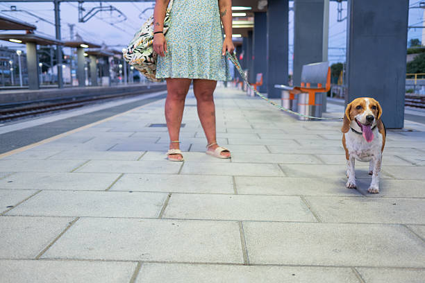 istock unrecognizable Woman waiting at train station with her beagle dog on leash 2228089633