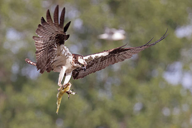 istock Osprey flying with this prey on a green background, Canada 2228091538