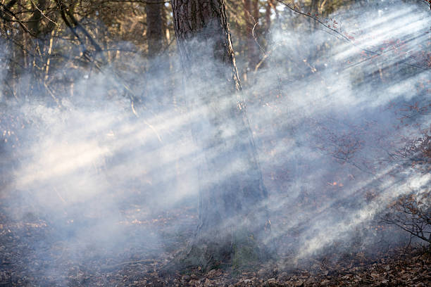 Smoke rising through trees from an out of control wildfire along the California coast.