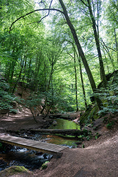 istock Wooden Bridge Over a Stream in a Lush Green Forest 2228092009