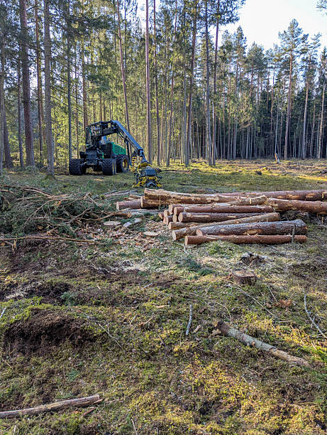istock Modern Forestry Machinery at Work in a Coniferous Forest Clearing 2228092252