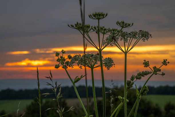 Evening summer view for Beskydy mountains in sunset color fresh time