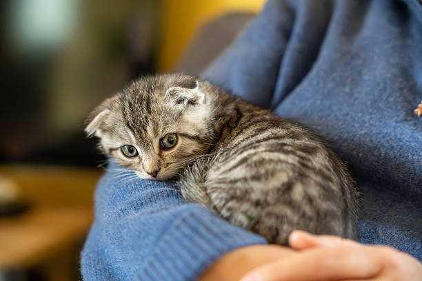 istock Adorable Scottish Fold Kitten Cuddled in a Person's Arms 2228093120
