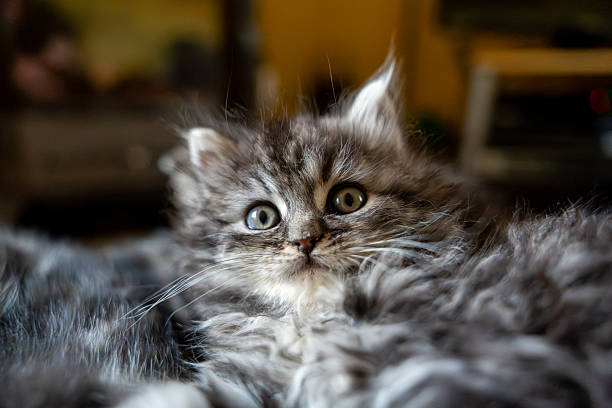 istock Cute Fluffy Tabby Kitten with Wide, Curious Eyes 2228094302