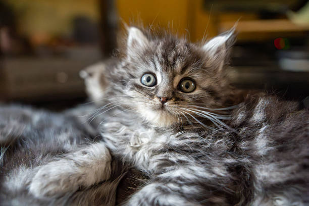 istock Cute Fluffy Tabby Kitten with Wide, Inquisitive Eyes 2228094430