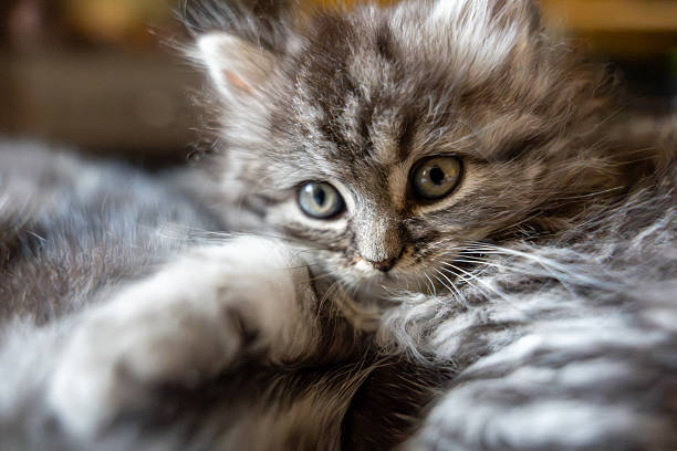 istock Close-up of a Cute Tabby Kitten with Striking Eyes 2228094440