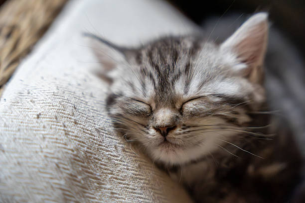 istock Adorable Kitten Sleeping Peacefully - Close-up Pet Portrait 2228094715