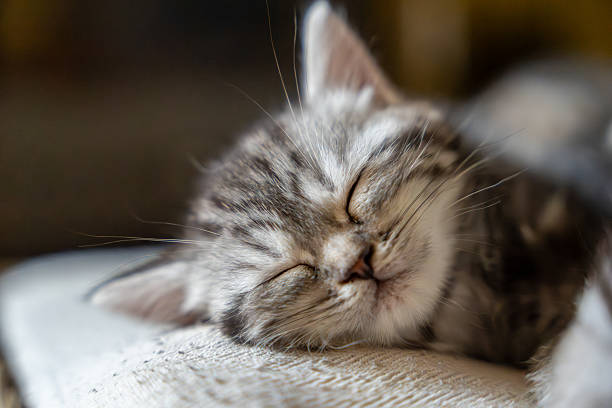istock Adorable Fluffy Kitten Sleeping Peacefully - Sweet Close-up 2228094753