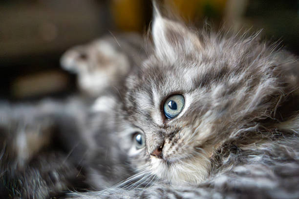 A captivating close-up of two adorable, fluffy tabby kittens. The one in the foreground is alert and curious, with stunning wide blue-grey eyes looking off to the side, while its sibling is nestled softly behind. The soft, natural light emphasizes their silvery-grey fur and innocent expressions. The shallow depth of field creates a beautiful, dreamy atmosphere, highlighting their charming bond. This image is perfect for themes of curiosity, friendship, and innocence.