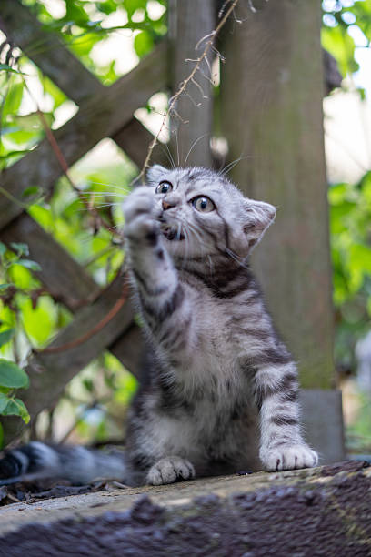 A dynamic and adorable photograph of a gray tabby kitten caught in a moment of playful action. The young feline is sitting on a wooden surface, actively biting a dangling twig while batting at it with a raised paw. The focused, wide-eyed expression and energetic pose beautifully capture the kitten's natural curiosity and hunter instincts. The blurred green foliage and rustic wooden background create a charming, candid atmosphere. This image is perfect for themes of pets, animal behavior, joy, and curiosity, ideal for a wide range of uses.