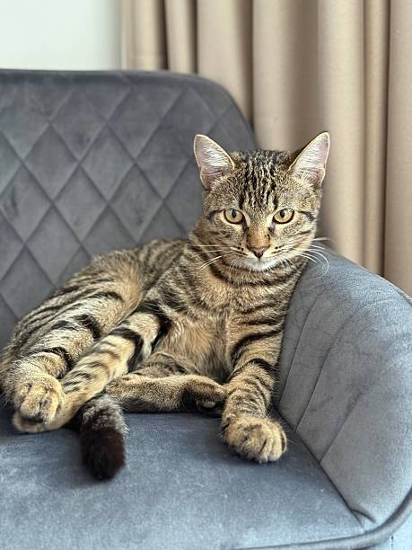 istock Tabby Cat Sitting on Soft Chair Indoors 2228095233