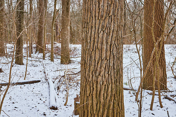 Winter's Calm in Cooks Landing Park, Indiana - Mature Trees Stand Majestically Against a Softly Snow-dusted Woodland Landscape