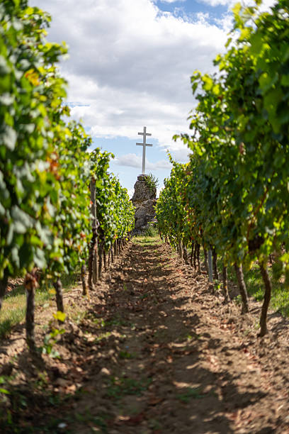 istock Vineyard Path Leading to a Cross on a Hilltop in the Palatinate 2228095306