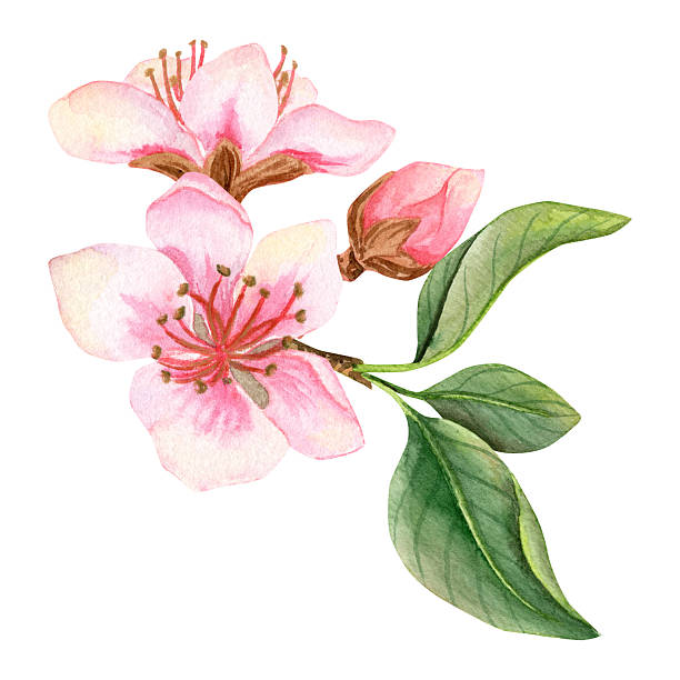 istock Watercolor hand drawn composition with two peachy pink flowers and bud on a green branch with leaves. 2228096728