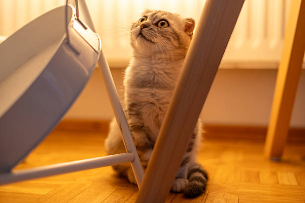 A charming portrait of a gray and black Scottish Fold kitten, its eyes wide with a look of surprise and curiosity. The cat is captured in a moment of intense focus, sitting on a warm wooden floor while looking upwards. This image beautifully conveys the playful and inquisitive nature of pets, perfect for themes of animal behavior, domestic life, and cute animal photography.