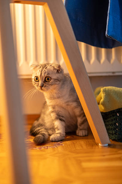 istock Alert Scottish Fold Kitten with Wide Eyes Staring Intently 2228097040