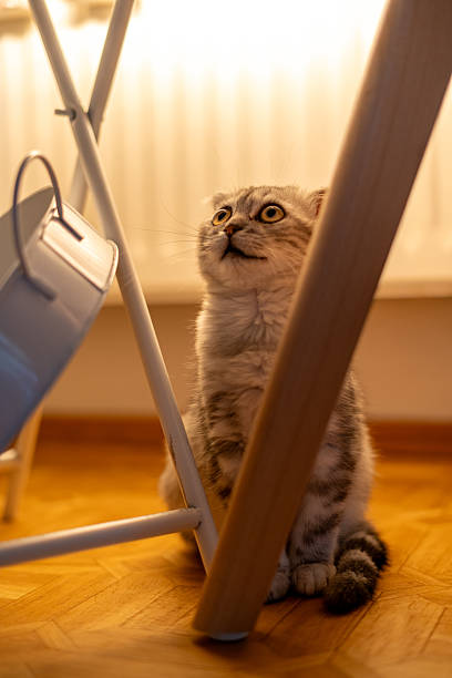 istock Surprised Scottish Fold Kitten Looking Upward with Wide Eyes 2228097041