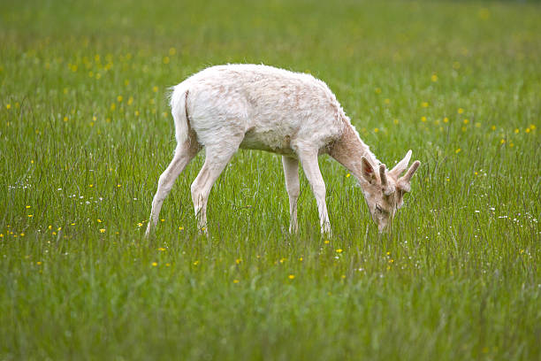 true deer is a hoofed ruminant ungulate of the family Cervidae