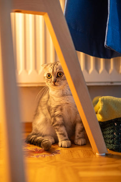 istock Alert Scottish Fold Kitten with Wide Eyes Staring Intently 2228097361