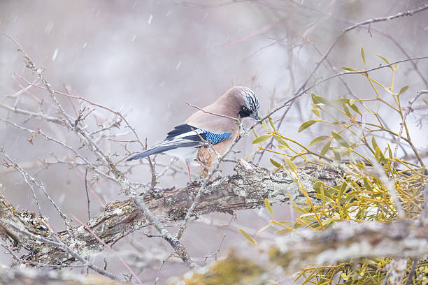istock Jay on a branch of tree in Japanese winter forest. 2228100790