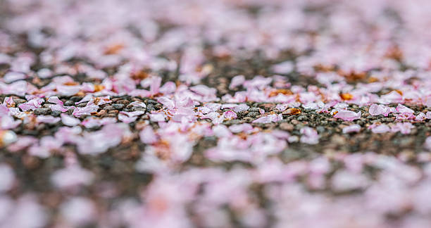 istock Blossom petals on wet pavement in spring.. 2228101239