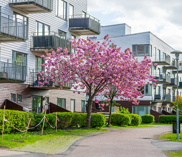 Pink blooming tree next to residential building row.