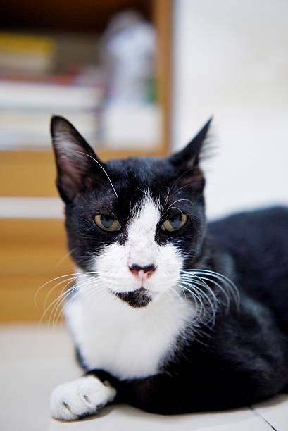 istock A white black cat sitting on the floor in a room area 2228102894