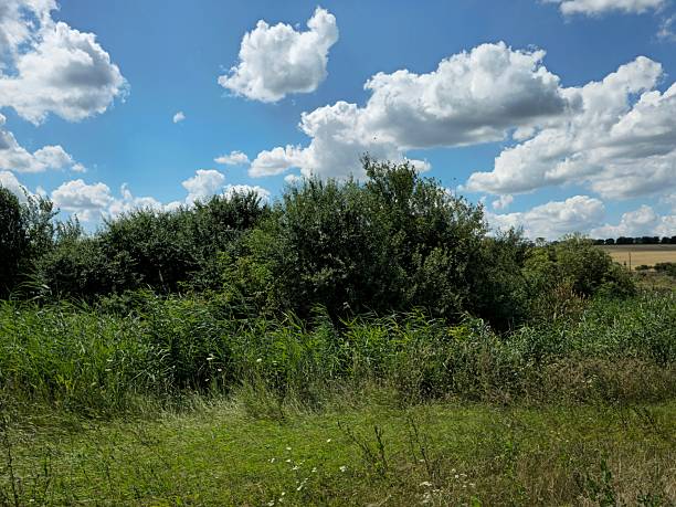 A group of trees in a grassy field. Sky. Outdoor. Tree. Grass. Field