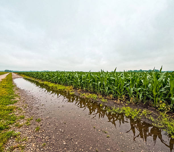 istock Flooded Ditch Next to a Corn Field 2228106852