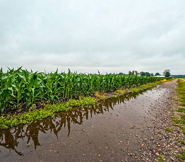 istock Flooded Ditch Next to a Corn Field 2228106856