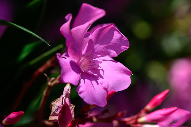 Beautiful pink oleander flowers blooming in Cyprus, a toxic yet widely used ornamental plant.