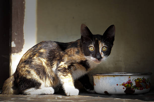 Calico Cat Sitting Beside Enamel Bowl in Warm Light