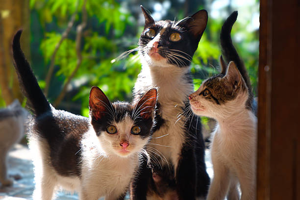 istock Three Cute Kittens in Warm Morning Light Outdoors 2228106984