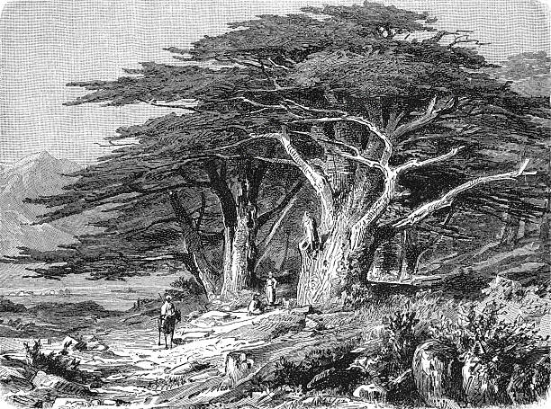 Majestic Lebanon cedar tree with horizontal branching pattern, showing characteristic umbrella-shaped crown against mountain landscape, antique geographic engraving, 1899.