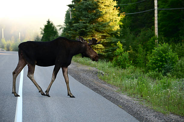 istock A bull moose crossing a road 2228108424