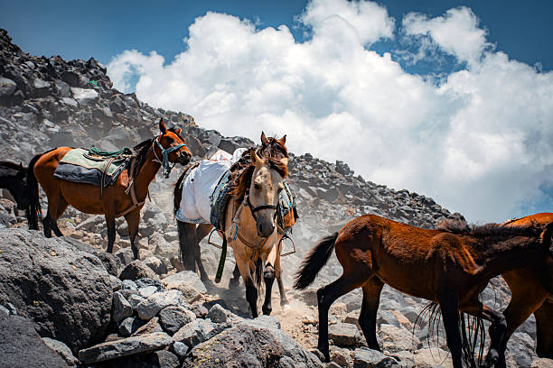 Horses in Mount Ararat