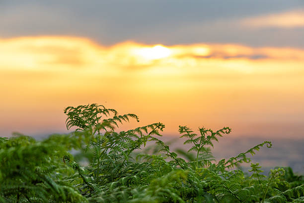 Captured from the summit of The Wrekin in Shropshire, this striking image features delicate fern plants in the foreground set against a vibrant sunset sky. The warm tones of orange, yellow, and gold light up the horizon as sun rays break through scattered clouds, creating a dramatic and peaceful scene. The contrast between the dark ferns and the glowing sky adds depth and atmosphere, making this image ideal for themes of natural beauty, serenity, and the British countryside at golden hour.