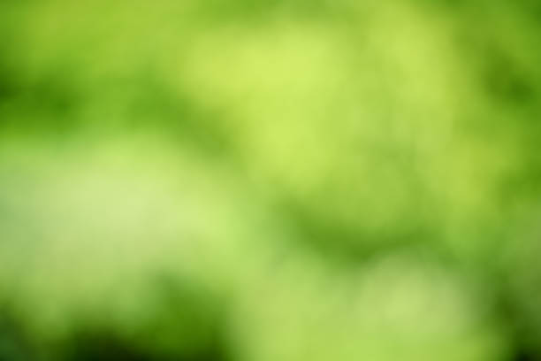 istock Abstract defocused blurred background of green plants. 2228110600