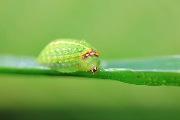 moth larvae on plants in nature