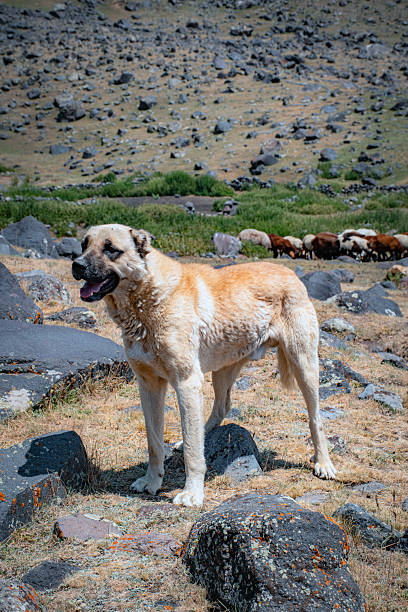 istock big dogs in Mount Ararat 2228110775