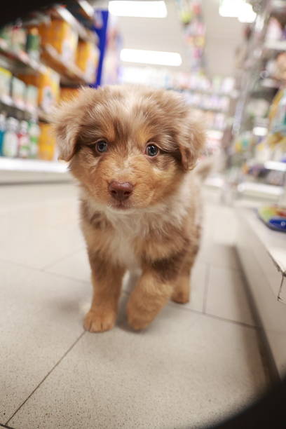 istock Cute brown and white dog is walking down a store aisle 2228110785