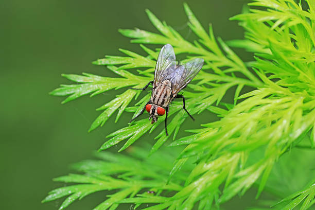 A captivating macro photo revealing intricate details of a fly on the wall, showcasing the textures and characteristics of this common insect.