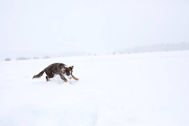 Dog is running through the snow. The dog is brown and white