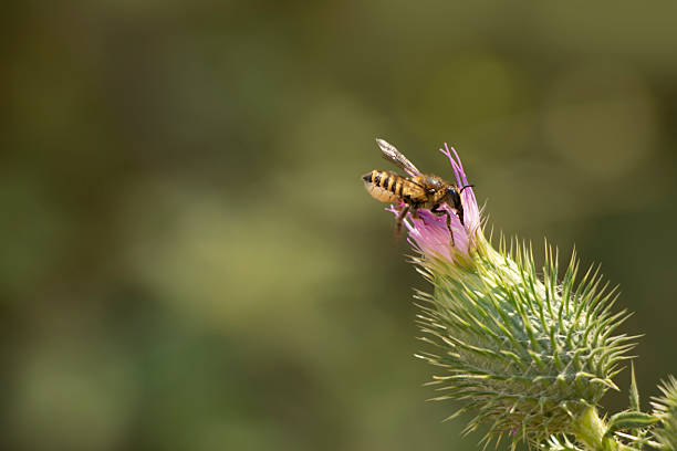 Leafcutter bee.