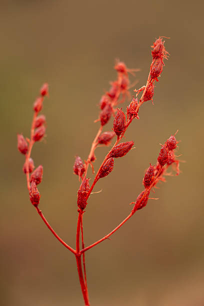 Dried goatweed or triptonweed palnt.