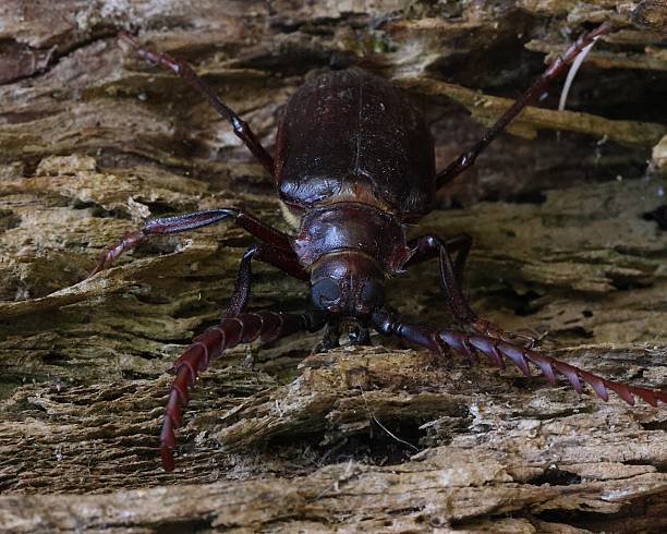 istock Close up of California Root Borer Beetle 2228111608