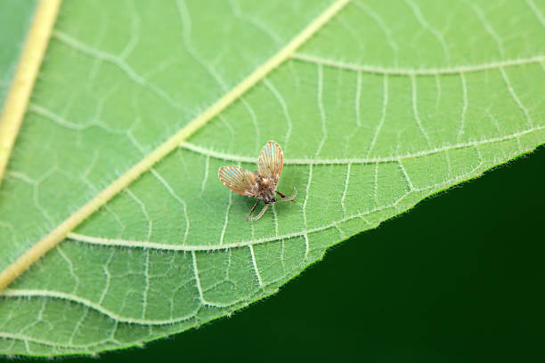 Moths on leaves in nature, North China Plain