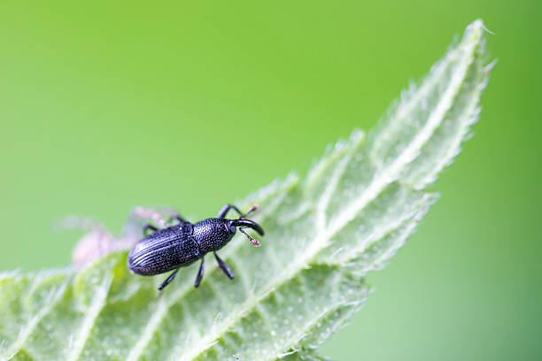 istock Weevil on green leaves, North China Plain 2228112361